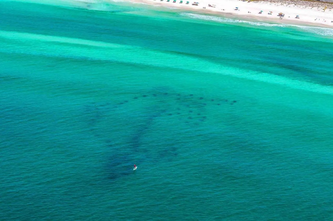 Apartment Surfside Resort #1103 Destin United States